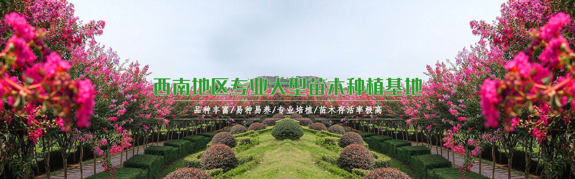 綠化苗木