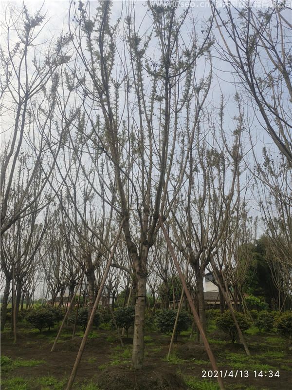 12公分藍花楹圖片