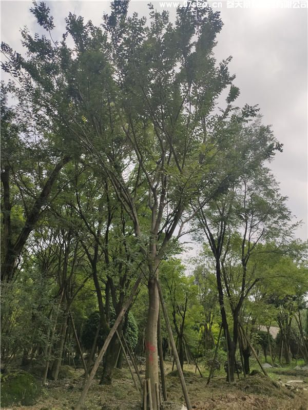 沙樸樹(shù)