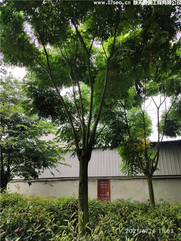 欒樹(shù)